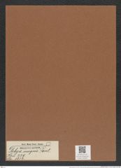 Debya insignis Pant. (de-Toni-Nr.: Genus 229, Species 5634) Zeichnungen Sammlung Grunow Mappe 05386 (Herbarium_W_Grunow_drawings_Folder_05386)